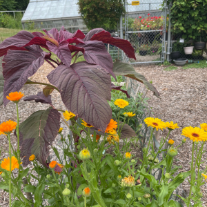 Amaranth and calendula plants growing at the garden.